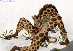 100nome anthro auto_penis_lick autofellatio giraffe giraffid licking male mammal masturbation neverwolf oral oral_masturbation penile penile_masturbation self_lick solo tongue tongue_out