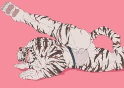 anthro arknights balls bara barazoku blush bulge flaccid furry jockstrap jockstrap_only liuoie2 male male_only mountain_(arknights) muscles muscular penis solo solo_male spread_legs tiger white_fur