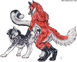 2011 anthro canine female feral fox fur furry_ears furry_tail huskie hybrid knot male mayra_boyle schnolf straight tail