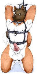 balls bondage bound collar harness hurst male male_only penis