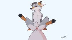16:9 2021 animal_genitalia anthro anus ass balls bedroom_eyes biped blush canid canine canis cheek_tuft facial_tuft fangs fluffy fluffy_tail front_view fully_sheathed fur genitals grey_body grey_fur hi_res leaning leaning_backward looking_at_viewer male mammal narrowed_eyes on_ground pawpads paws perineum presenting presenting_anus seductive sheath signature simple_background sitting slim smile smiling_at_viewer solo spread_legs spreading tail teeth trevart tuft widescreen wolf