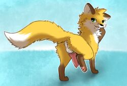 animal_genitalia balls canid canine feral fox fur genitals male mammal orange_body orange_fur penis resachii