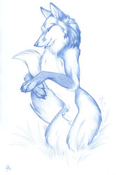 1boy canine feral fox fur furry_ears furry_tail male male_only nduli nude penis sketch solo tail