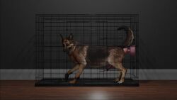 3d anal animal_genitalia animated anthro ass cage canid domestic_dog dubious_consent erection feral german_shepherd knotted_dildo loop male male_only mp4 no_sound sex_toy tagme tail_tuft video yaoi