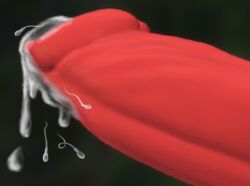 cum cumshot giant_sperm hyper_sperm penis red_penis