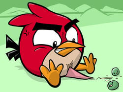 1boy angry_birds arrwulf avian bird male male_only penis red_(angry_birds) rovio sega solo