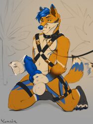 absurd_res anthro balls blue_body blue_fur bodily_fluids bondage bound canid canine collar fox foxxo_bluren fur genital_fluids genitals harness hi_res leash leash_and_collar male mammal penis pinup pose precum solo solo_male yonsia