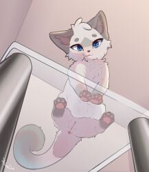 a_cat_is_fine_too absurd_res against_surface anus blue_eyes brown_body brown_fur circle_eyebrows colorpoint dipstick_tail domestic_cat ear_tuft eyebrows felid feline felis female feral fur furniture genitals glass_table head_tuft hi_res lia_(thelonearch) looking_at_viewer low-angle_view mammal markings on_glass pawpads paws pink_pawpads shaded sitting_on_glass solo table tail tail_markings tan_body tan_fur thelonearch tuft vulva watermark worm's-eye_view
