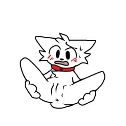 anus big_ears big_eyes blush boykisser boykisser_(meme) collar cuntboy hands_on_legs mauzymice nervous nervous_sweat open_mouth pussy red_collar rule_63 silly silly_cat_(mauzymice) spread_legs white_body white_fur