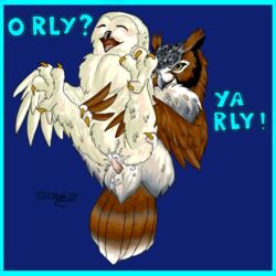 animated meme o_rly owl ya_rly