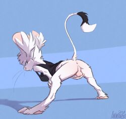 animancer anus april_fools ass backsack balls dipodid genitals hi_res jerboa luck_(animancer) male mammal raised_tail rodent tail