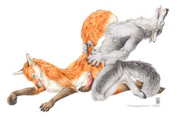 2boys anal anal_sex anthro canine canine_penis duo fox fur furry furry_only gay holding kneeling knot licking_lips male no_humans penetration penis sex shinigamigirl side_view simple_background tail_grab tongue white_background wolf yaoi