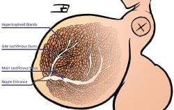 anatomical_diagram anatomical_study anatomically_correct female fluffy_hair giantess hair_covering_eye huge_ass huge_breasts huge_thighs hyper hyper_ass hyper_breasts hyper_thighs joan_(neoclassical_succubus) macro mammary_gland milk_ducts neoclassical_succubus one_eye_covered purple_eyes tagme thick_thighs x-ray x-ray_vision xray_view