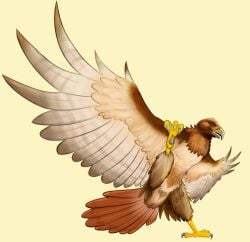 2023 accipitrid accipitriform ambiguous_gender animal_genitalia avian bird buteo character_request chickenhawk cloaca copyright_request feral genitals hi_res presenting presenting_cloaca red-tailed_hawk simple_background solo wingz31