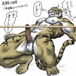 1boy anthro balls bomb_(artist) erection feline fur furry limboing male male_only muscles navel nude penis solo stripes tiger