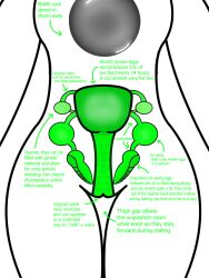 altitude_e. altitude_eneer_e anthro diphallia diphallism female futanari herm humanoid internal intersex intersex/female item_dragon multi_penis ovaries ovipositor penis solo thigh_gap uterus vaginal_canal