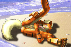 1boy 2009 anthro anus autofellatio balls beach blush cum cum_in_mouth darkgoose feline fellatio fur furry glasses knot male male_only masturbation nude on_side oral oral_sex penis seaside sex shell solo tiger water
