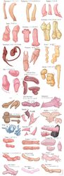 2018 adder anatomy anatomy_reference animal_genitalia animal_penis anthro_only arachnid arthropod artist_name avian baboon bat beetle bird digital_media_(artwork) diphallia diphallism disembodied_penis duck duck_penis echidna educational egging_(artist) emu english_text erection feral gastropod goose goose_penis guinea_pig hemipenes insects japanese_text koala komodo_dragon lagomorph lagomorph_penis lizard male male_only mammal marine marsupial model_sheet monitor_lizard monkey monotreme multi_penis mustelid no_humans opossum ostrich otter partial_male penis penis_chart penis_focus penis_only pinniped primate procyonid rabbit raccoon raccoon_penis rat reptile rodent rodent_penis scalie seal sheath simple_background slug smooth_penis snake solo spider squirrel tarantula text thylacine white_background