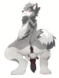 absurd_res animal_genitalia animal_penis anthro anus ass backsack balls biped blush canid canine canine_genitalia canine_penis claws countershade_face countershade_fur countershading fur genitals grey_body grey_fur hi_res kemono kiyosan knot looking_at_viewer looking_back looking_back_at_viewer male mammal pawpads penis simple_background solo tail white_background