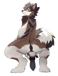 absurd_res animal_genitalia animal_penis anthro anus ass backsack balls biped blush brown_body brown_fur canid canine canine_genitalia canine_penis claws countershade_face countershade_fur countershading fur genitals hi_res kemono kiyosan knot looking_at_viewer looking_back looking_back_at_viewer male mammal pawpads penis simple_background solo tail white_background