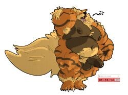 alpha_channel anthro arcanine armpit_hair balls biped body_hair generation_1_pokemon genitals male male_only musclegut muscular nintendo nipples obese onetonhalfshell open_mouth overweight penis pokemon pokemon_(species) pubes simple_background solo transparent_background yawn