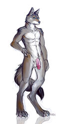 2011 4_toes anthro blue_nose canine claws closed_mouth cyan_eyes digitigrade flaccid fudchan fur furry_tail grey_fur hand_on_hip humanoid_penis looking_at_viewer male male_only muscles nude open_eyes penis pointy_ears solo standing tail testicles veins white_background white_fur wolf