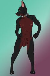 2023 abs absurd_res anatomically_correct anatomically_correct_genitalia anatomically_correct_penis animal_genitalia animal_penis anthro athletic balls black_body black_fur black_nose brown_balls brown_body brown_fur brown_sheath canid canine canine_genitalia canis collar collar_only digital_drawing_(artwork) digital_media_(artwork) digitigrade dobermann domestic_dog ear_piercing ear_ring facial_piercing feet fist fur genitals gradient_background green_eyes hand_on_hip hi_res konrad_(moriapup) lip_piercing looking_off_screen looking_offscreen male mammal moriapup multicolored_body multicolored_fur multiple_piercings navel nipples nude penis penis_in_sheath piercing pinscher red_penis ring_piercing sheath simple_background solo spiked_collar spikes standing two_tone_body two_tone_fur two_toned_body