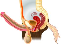 alpha_channel anatomical_diagram anatomy anatomy_chart anatomy_reference animal_genitalia animal_penis anthro anus balls big_balls bladder bone brown_body brown_fur cervix chart cross_section cuntboy detailed digital_drawing_(artwork) digital_media_(artwork) equid equine equine_genitalia equine_penis erection fk2169 flared_penis full-package_cuntboy fur genitals herm hermaphrodite hi_res horse human intersex male maleherm mammal medial_ring multi_genitalia organs ovaries penis prostate pussy reproductive_anatomy science_fiction simple_background solo spine tail transparent_background urethra uterus vertebrae white_tail