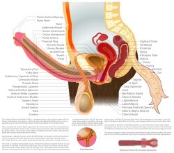 alpha_channel anatomical_diagram anatomy anatomy_chart anatomy_reference animal_genitalia animal_penis anthro anus balls big_balls bladder bone brown_body brown_fur cervix chart cross_section cuntboy detailed digital_drawing_(artwork) digital_media_(artwork) equid equine equine_genitalia equine_penis erection fk2169 flared_penis full-package_cuntboy fur g-spot genitals herm hermaphrodite hi_res horse human intersex label male maleherm mammal medial_ring multi_genitalia organs ovaries penis prostate pussy reproductive_anatomy science_fiction simple_background skene's_gland solo spine tail transparent_background urethra uterus vertebrae white_tail