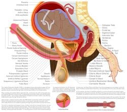 alpha_channel amniotic_sac anatomical_diagram anatomy anatomy_chart anatomy_reference animal_genitalia animal_penis anthro anus balls big_balls bladder bone brown_body brown_fur cervix chart cross_section cuntboy detailed digital_drawing_(artwork) digital_media_(artwork) duo equid equine equine_genitalia equine_penis erection fetus fk2169 flared_penis full-package_cuntboy fur g-spot genitals herm hermaphrodite hi_res horse human intersex label male maleherm mammal medial_ring multi_genitalia organs ovaries penis placenta pregnant pregnant_cuntboy pregnant_hermaphrodite pregnant_maleherm prostate pussy reproductive_anatomy science_fiction simple_background skene's_gland spine tail transparent_background umbilical_cord urethra uterus vertebrae white_tail