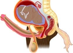 alpha_channel amniotic_sac anatomical_diagram anatomy anatomy_chart anatomy_reference animal_genitalia animal_penis anthro anus balls big_balls bladder bone brown_body brown_fur cervix chart cross_section cuntboy detailed digital_drawing_(artwork) digital_media_(artwork) duo equid equine equine_genitalia equine_penis erection fetus fk2169 flared_penis full-package_cuntboy fur genitals herm hermaphrodite hi_res horse human intersex male maleherm mammal medial_ring multi_genitalia organs ovaries penis placenta pregnant pregnant_cuntboy pregnant_hermaphrodite pregnant_maleherm prostate pussy reproductive_anatomy science_fiction simple_background spine tail transparent_background umbilical_cord urethra uterus vertebrae white_tail