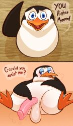 anthro avian balls bird blush dialogue english_text genitals kaboozey madagascar_(series) male nude penguin penis presenting skipper_(madagascar) solo text the_penguins_of_madagascar