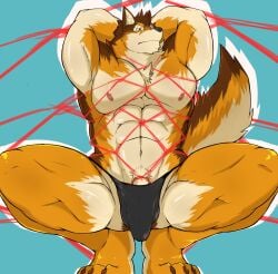 1boy abs absurd_res anthro barrel_(live_a_hero) bondage bound canid canine canis clothing crouching flaccid genitals hi_res inuyama_kensin lifewonders live_a_hero male male_only mammal muscular muscular_anthro muscular_male nipples pecs penis penis_base restraints rope rope_bondage rope_harness solo speedo swimwear wolf