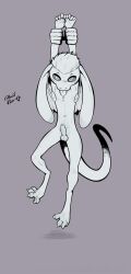 absurd_res anthro balls beufis_(ghostbro) blep digitigrade erection feet foreskin genitals ghostbro held_by_wrists hi_res kobold lifted long_ears looking_at_viewer male nude penis reptile restrained restrained_arms scalie slim solo spread_toes toes tongue tongue_out