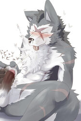 1boy barazoku blush canine cum cum_on_chest facial heart male male_only masturbation orgasm penis rouen scar shining_(series) shining_wind sitting solo spread_legs spreading tokyo-wolf tongue_out uncensored wolf