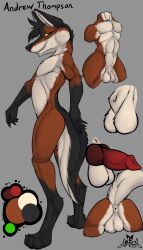 ajizza_(artist) andrew_(ajizza) anthro anus ass balls canid canine color_swatch erection genitals hi_res knot male mammal maned_wolf model_sheet nude penis pinup pose residents solo