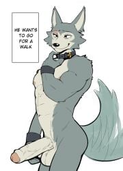 2023 anthro balls beastars canid canine canis clothed clothing collar collar_only english_text erection fur genitals hi_res humanoid_genitalia humanoid_penis jrjresq legoshi_(beastars) looking_away male male_only mammal muscular muscular_anthro muscular_male nipples nude penis scar simple_background smile solo tail text topless topless_anthro topless_male wolf