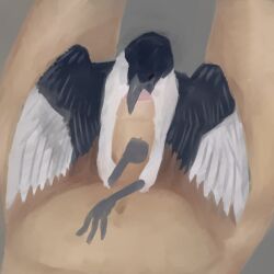 Magpie (Corvid) Rule 34 Image