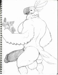 anthro ass avian back back_view backsack balls big_balls big_penis breath_of_the_wild drawn huge_cock itzcharlie kass_(zelda) kosmonius looking_at_viewer male male_only muscular muscular_male nipples pecs penis rito solo solo_male the_legend_of_zelda