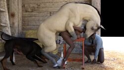 bondage campsterman dark-skinned_male female feral forced forced_bestiality human male mammal penis raceplay rape slave taur zoophilia