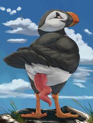 2022 3:4 alcid ass avian avian_butt bird cloud detailed_background feral genitals hi_res lari looking_at_viewer looking_back looking_back_at_viewer magpi male penis prehensile_penis presenting puffin rear_view solo spiral_penis