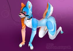 4_toes 5_fingers absurd_res all_fours anthro arm_tuft black_nose blue_body blue_fur bodily_fluids butt_tuft canid canine canis cheek_tuft claws collar collar_only domestic_dog dripping ears_up embarrassed embarrassed_nude_anthro embarrassed_nude_male embarrassment facial_tuft feet fingers fur genital_fluids genitals german_shepherd green_claws green_eyes head_tuft heavy_blush herding_dog hi_res humanoid_genitalia humanoid_hands humanoid_penis lead looking_at_viewer male male_only mammal muzzle_(object) muzzled nude orange_body orange_fur pastoral_dog penis petplay pink_background plantigrade precum precum_drip purple_background red_background roleplay signature simple_background solo toes tuft twinkworshiper88 watermark white_body white_fur wrist_tuft