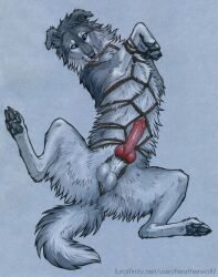 1boy 2022 4_toes anatomically_correct anatomically_correct_genitalia anatomically_correct_penis animal_genitalia animal_penis artist_name balls blue_sclera body_fur bondage border_collie bound canine canine_genitalia canine_penis cheek_tuft chest_tuft claws cock_ring collie digitigrade domestic_dog erection facial_tuft feet feral fluffy_tail furaffinity_username furry genitals grey_fur heatherwolf herding_dog hi_res knot legs_tied looking_at_viewer male male_only mammal neck_tuft painting_(artwork) pastoral_dog pawpads penis penis_out restraints rope rope_around_penis rope_bondage rope_cock_ring rope_harness sheepdog simple_background solo spread_legs spreading toe_claws toes traditional_media_(artwork) tuft watercolor_(artwork) whiskers