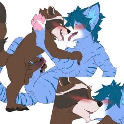 2023 anthro balls blue_body blue_fur blush brown_body brown_fur domestic_cat duo felid feline felis fur genitals guardians_of_the_galaxy hair hi_res islate_(artist) kissing looking_at_another looking_at_partner male male/male male_only mammal marvel masturbation procyonid raccoon rocket_raccoon striped_body striped_fur stripes tail