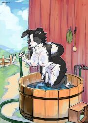 anthro barely_visible_genitalia barely_visible_pussy barn bathing bent_over big_breasts black_body black_fur border_collie breasts canid canine canis closed_eyes collie domestic_dog female floppy_ears fur genitals herding_dog hi_res hose kneeling mammal nipples outside pastoral_dog pussy sheepdog smile solo thericegoat wet wet_body wet_fur white_body white_fur