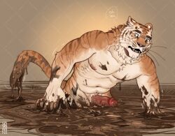 abs anthro biceps big_penis felid fur genitals hair hi_res male mammal messy mud muscular muscular_male nipples nude open_mouth pantherine pecs penis peril quicksand severeni simple_background sinking solo stripes stuck tail text tiger