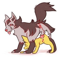 anal anal_sex animal_genitalia anus ass balls canine clitoris closed_eyes cum cum_in_ass cum_inside duo eeveelution erection female feral fur half-closed_eyes jolteon knot looking_back male mammal mightyena nintendo nude penetration penis pokemon pussy red_eyes saliva sex shugowah smile tongue tongue_out video_games yellow_fur