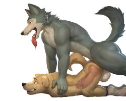 ai_generated animal_genitalia animal_penis anthro balls beastars bodily_fluids canid canine canine_genitalia canine_penis canis clothing cum cum_inside drooling duo footwear gay genital_fluids genitals hi_res jack_(beastars) katarhein knotting legoshi_(beastars) male male/male male_only mammal naked nude penis saliva socks tongue tongue_out wolf x-ray