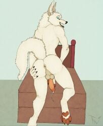 anthro anus ass backsack balls canid canine canis fellowwolf genitals hi_res looking_at_viewer looking_back male mammal penis raised_tail rear_view solo solo_focus tail were werecanid werecanine werewolf wolf