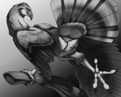 2023 accipitriform ambiguous_gender animal_genitalia avian avian_butt bird bitterstrawberries cloaca elden_ring feral fromsoftware fur furry genitals greyscale hi_res monochrome presenting presenting_cloaca simple_background solo stormhawk stormhawk_(elden_ring)